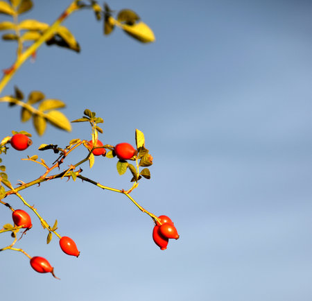 Rosehip branches at autumnの写真素材