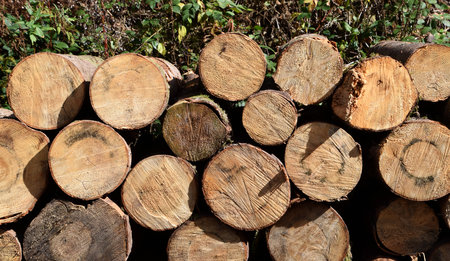 pile of wood, cutted trees