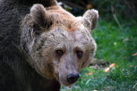 Portrait of a brown bear