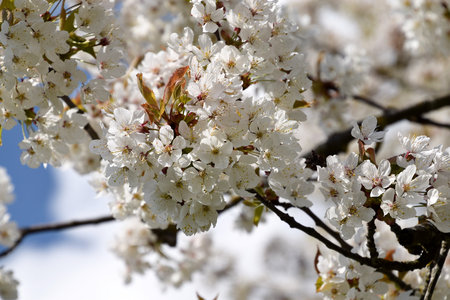 cherry blossom in springの写真素材