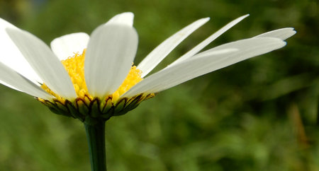 White margaret flower in green natureの写真素材