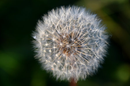 dandelion on green backgroundの写真素材