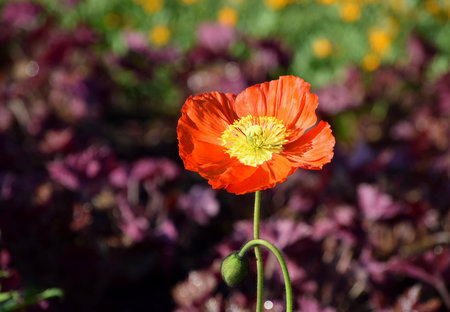 Red Arctomecon merriamii poppy flower blooming in gardenの写真素材