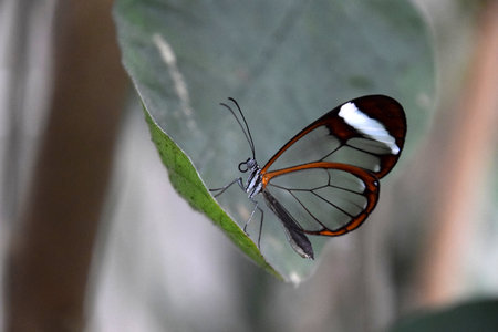Greta oto, window butterfly on green leaf, close-upの写真素材