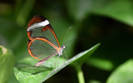 Greta oto, window butterfly on green leaf, close-up