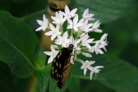 butterfly on flower, close-up of a Tithorea tarricina butterfly on white tropical flowerの写真素材