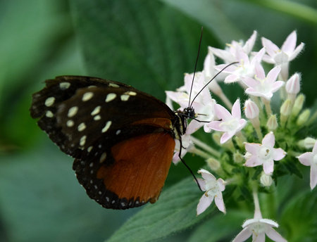 butterfly on flower, close-up of a Tithorea tarricina butterfly on white tropical flower