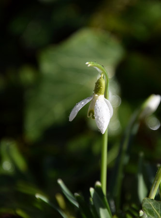 Snowdrop macro after rain, natural green backgroundの写真素材