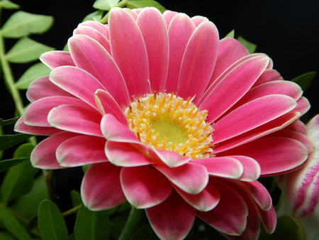 pink gerbera flower close upの写真素材