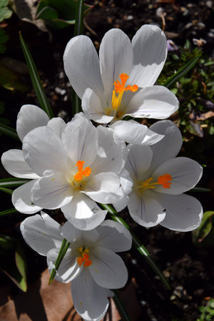 Bouquet of white crocus spring flowersの写真素材