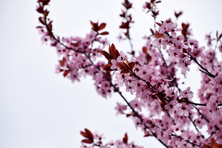 cherry blossom in spring