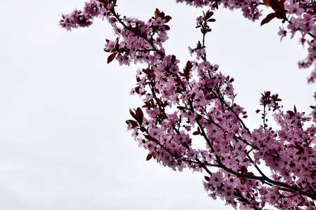 cherry blossom in springの写真素材