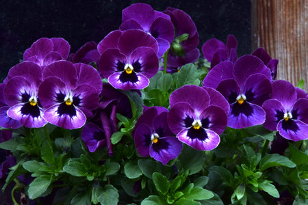 Purple garden pansies