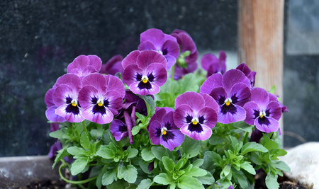 Purple garden pansiesの写真素材