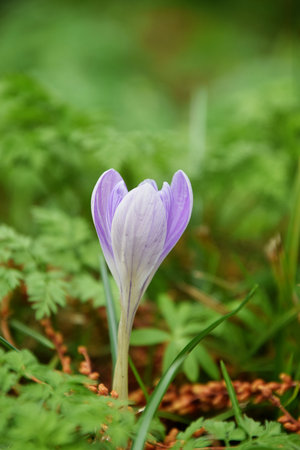 Beautiful little crocus in green forestの写真素材