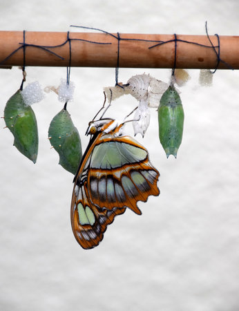 Butterfly Lifecycle, A spiroeta stelenes butterfly hanging from her cocoon, after birthの写真素材