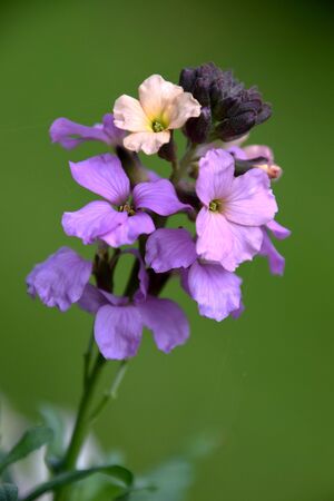purple spring flower macro on a green backgroundの写真素材