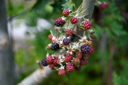 branch of ripening wild blackberriesの写真素材