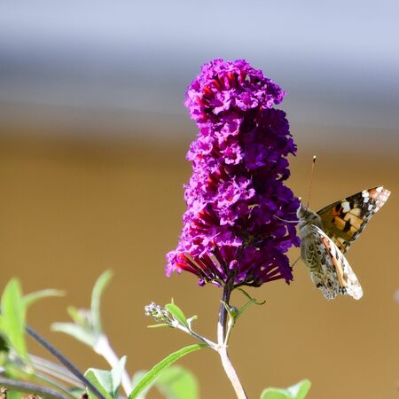 painted lady butterfly on buddleja davidii flower, beautiful butterfly on purple flowerの写真素材