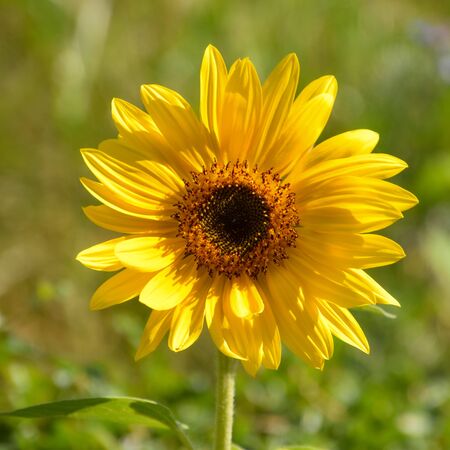 sunflower closeup, yellow flower on summerの写真素材