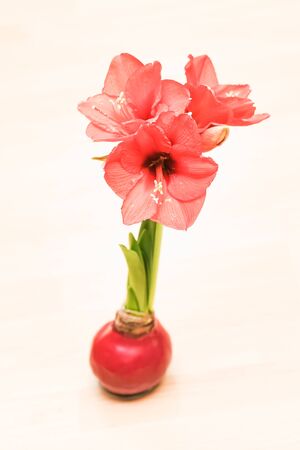 Blooming Red Amaryllis isolated on backgroundの写真素材