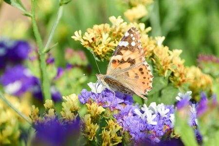 butterfly on sea-lavender, marsh-rosemaryの写真素材