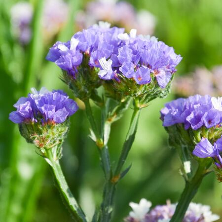 Purple Limonium flower, sea-lavenderの写真素材