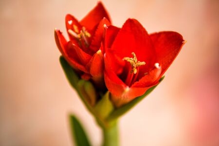 Blooming Red Amaryllis macroの写真素材