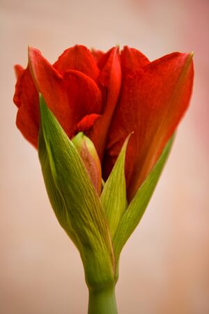 Blooming Red Amaryllis close upの写真素材