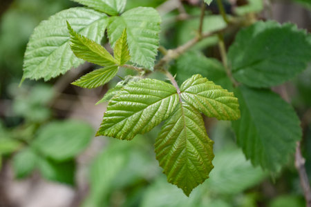 Close-up of green leaves on a raspberry bush in the forest