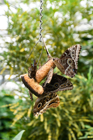Butterflies mating on a branch.