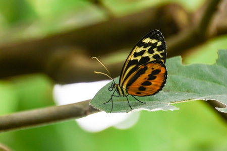 Butterfly on a leaf in the rainforest