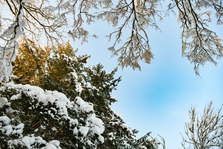 Beautiful winter landscape with snow-covered trees and blue sky.