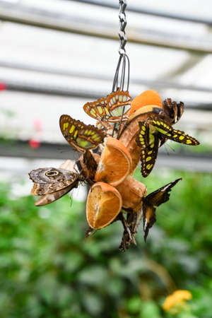 Butterflies and fruit on a swing. Selective focus.の写真素材