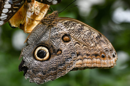 A closeup shot of a beautiful butterfly sitting on a branch.