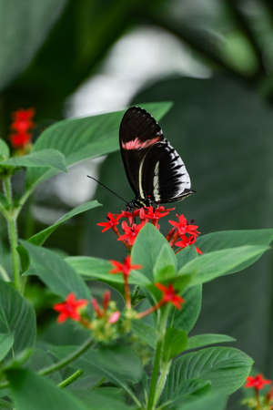 Butterfly on a red flower in a botanical garden.の写真素材