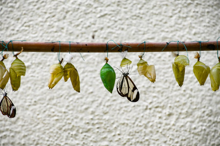 Butterfly cocoons hanging on a perch against a white wall