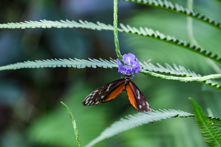 Butterfly on a purple flower in a tropical rainforest.