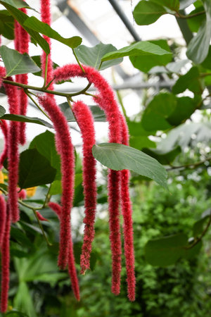 Beautiful red flowers in botanic garden, closeup. Floral background
