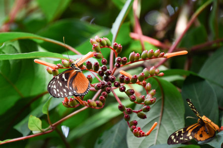 Butterfly on a tropical flower in the rainforest