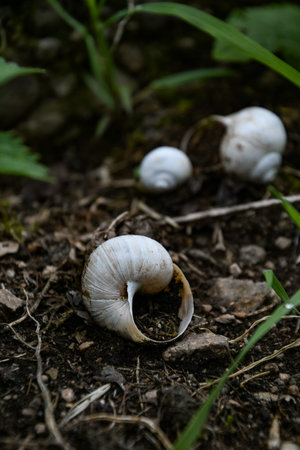 Empty snail shells in the forest.