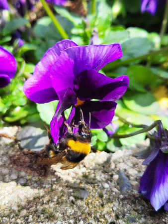 Bumblebee collecting pollen from a purple viola flower in the gardenの写真素材