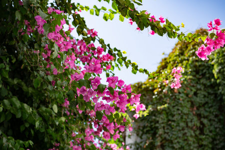 Pink bougainvillea flowers with green leaves in the garden