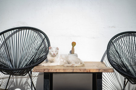 White cat lying on a wooden table between two chairsの写真素材