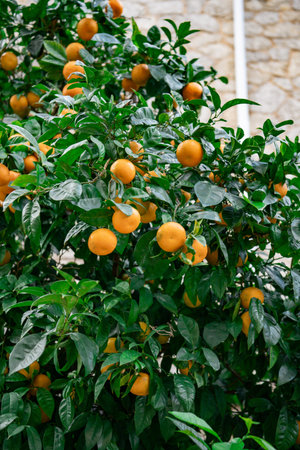 Tangerines on the tree in a town of Mallorca, Spain
