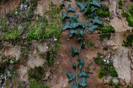 Green ivy climbing on old tree bark with moss and lichenの写真素材