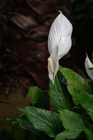 White Spathiphyllum flower in a botanical garden, Peace lily