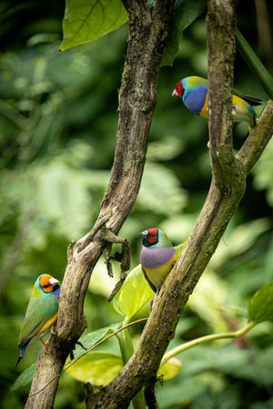 Beautiful colorful birds perched on a branch in a tropical forest. Beautiful colorful Gould-amandina...