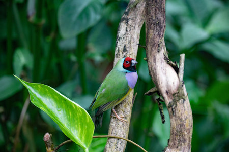 Beautiful colorful Gouldian finch bird in the nature