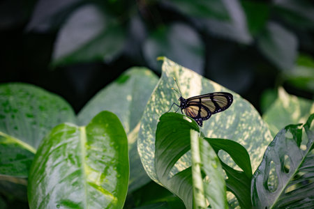 Window Butterfly on a leaf in the rainforestの写真素材